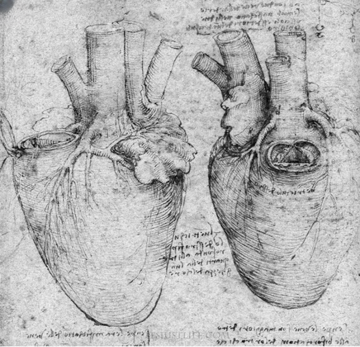 Srdce načrtnuté Leonardem da Vincim